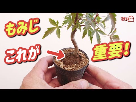 Видео: [Если вы сделаете это, ценность вашего бонсай увеличится✨] Японский клён / Как сделать бонсай