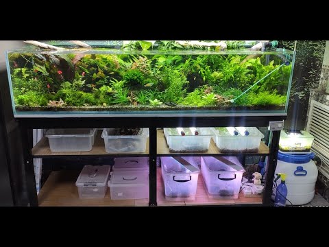 Видео: аквариумные растения сажаем в тепличку в землю.