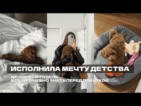 Видео: Той пудель | Все что нужно знать перед покупкой щенка | Перый день щенка дома | Исполнила мечту