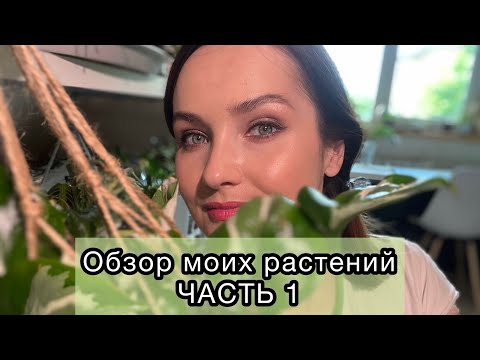 Видео: 🪴БОЛЬШОЙ ОБЗОР МОИХ ЛЮБИМЫХ РАСТЕНИЙ | НЕПРИХОТЛИВЫЕ РАСТЕНИЯ | ЧАСТЬ 1🌿