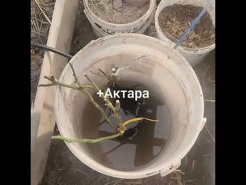 Видео: 500 троянд.Посадка нових сортів.