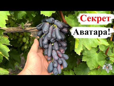 Видео: СЕКРЕТ Винограда АВАТАР!