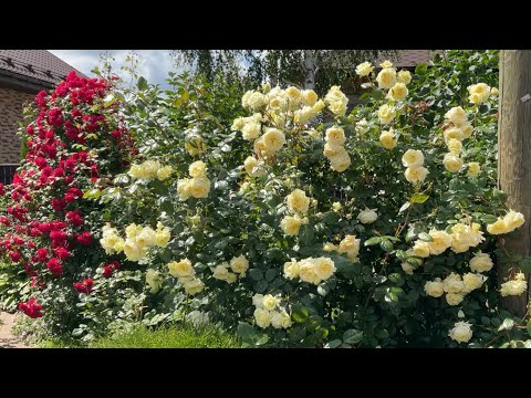 Видео: Плетистая Эльф - самая лучшая романтическая роза!🌹