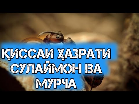 Видео: ҚИССАИ ҲАЗРАТИ СУЛАЙМОН ВА МУРЧА!