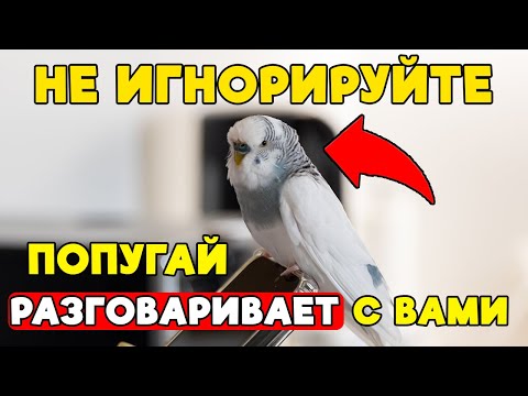 Видео: Почему Ваш Попугай КРИЧИТ? 5 Причин и Как Это Исправить
