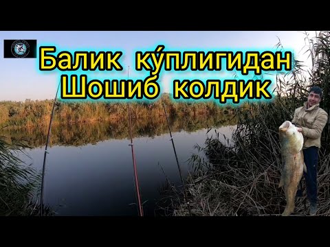 Видео: БАЛИК КУ́ПЛИГИДАН НИМА КИЛИШНИ БИЛМАЙ КОЛДИК