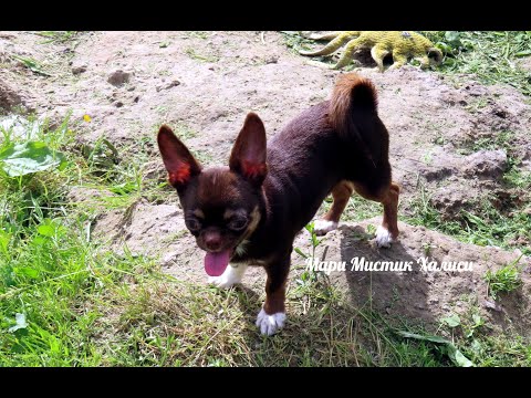 Видео: #продаю_щенков_чихуахуа #цены ОТ 40 тр #купить_чихуахуа +79215950848
