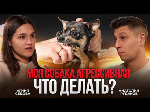 Видео: Опасные породы или плохие хозяева? Вся правда об агрессии собак!