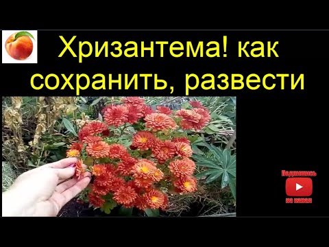 Видео: Хризантемы осеннее ЧЕРЕНКОВАНИЕ Размножаем Xrizantemmanin Chrysanthemum how to save hrizantemy мульт