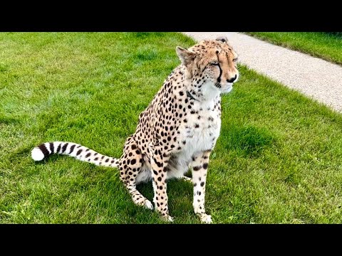 Видео: Новости о здоровье гепарда Герды. 