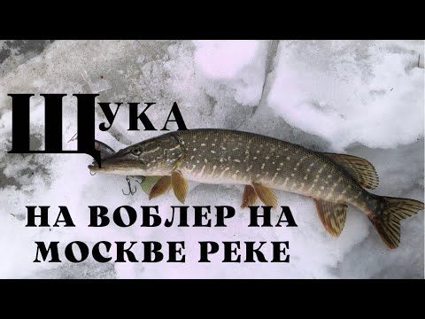 Видео: Щука на воблер, на Москве реке по зимнему уровню.