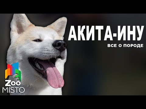 Видео: Акита-Ину - Все о породе собаки | Собака породы Акита Ину