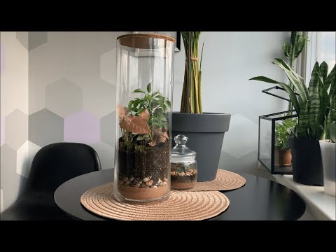 Видео: Создание закрытого флорариума