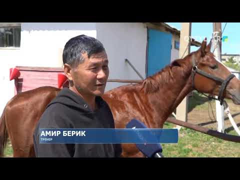 Видео: Костанайская порода лошадей на грани исчезновения