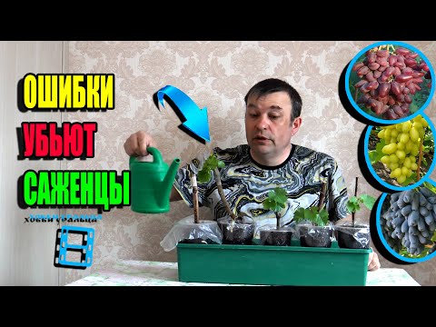 Видео: ПРАВИЛА ПОЛИВА САЖЕНЦЕВ ВИНОГРАДА. ОШИБКИ ПРИ ПОЛИВЕ - ГИБЕЛЬ САЖЕНЦЕВ. СЕВЕРНЫЙ ВИНОГРАДНИК 23-12