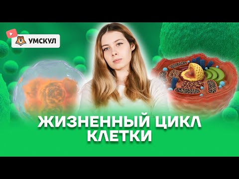 Видео: Жизненный цикл клетки | Биология ЕГЭ 10 класс | Умскул