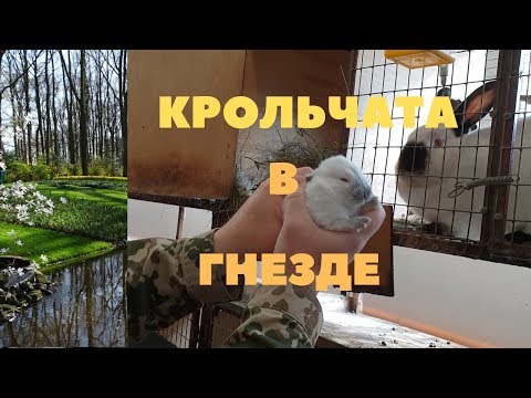 Видео: Обязательный осмотр гнезда кроликов на первый и десятый день/Взвешивание крольчат/Кёкенхоф Голландия