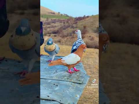 Видео: Голуби в Пакистане.