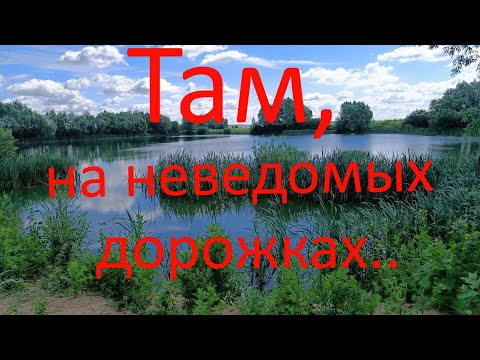 Видео: Там, на неведомых дорожках. 22.06.2024. Городской округ Раменское.