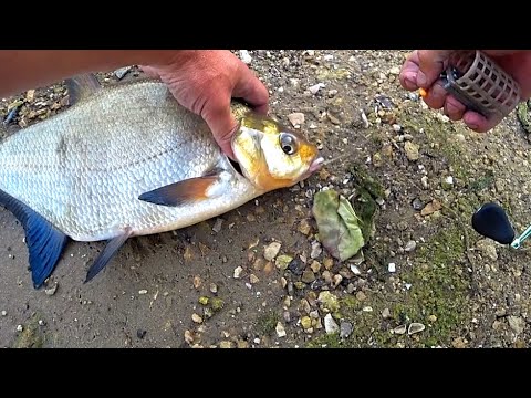 Видео: Рыбалка на донки в июле! Ловля леща на Оке!