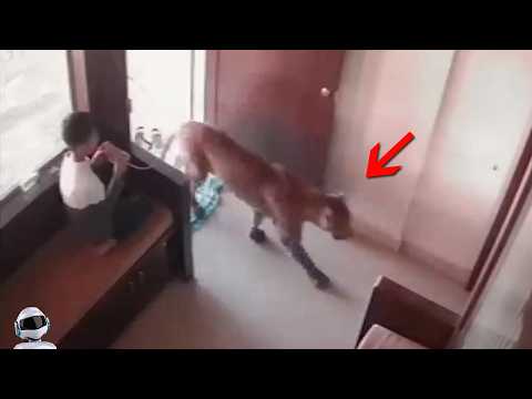 Видео: Такое Редко Увидишь! Случаи с Животными 1 на 1000000 Снятые На Камеру