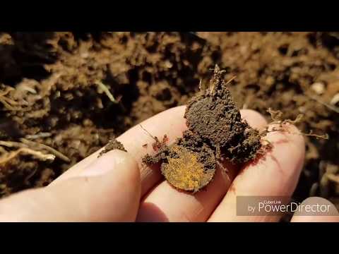Видео: Коп на Сахалине. Японская монета. Карафуто. Sakhalin