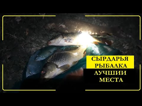 Видео: Рыбалка в Сырдарье ловля крупных сазанов на кукурузу