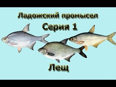 Видео: Русская Рыбалка 3.99 (Russian Fishing) Ладожский промысел 1 - Лещ