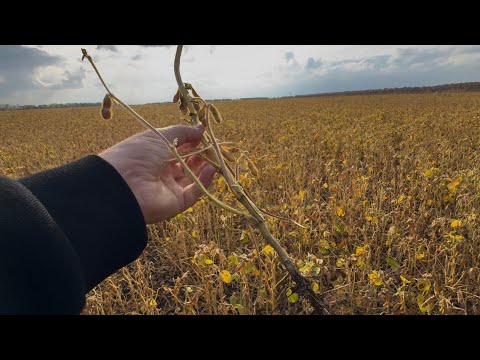 Видео: 😱БІДА‼️Оранка це зло⁉️Земля не прощає таких помилок‼️🛠🚜💛💙