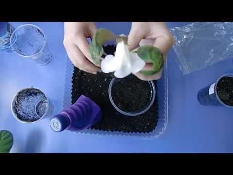 Видео: Пересадка деток глоксинии, деформация цветка .