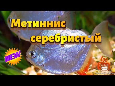 Видео: Метиннис серебристый (серебряный доллар)