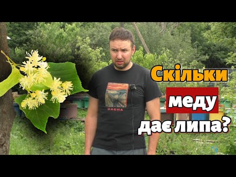 Видео: Взяток з липи. Скільки меду дає липа