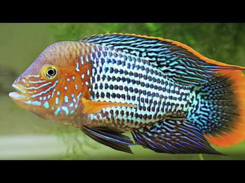 Видео: Акара бирюзовая Aequidens rivulatus продажа оптом