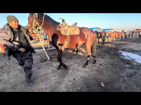 Видео: Ат базар жылкы базар сокулук мал базарыи