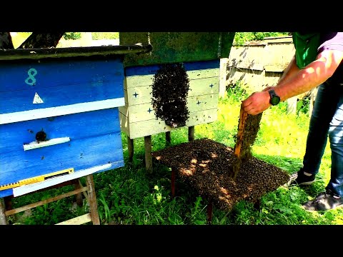 Видео: Вышел первый рой в 2025 году! Искусственный рой. Пчеловодство просто и легко. Пасека для вас.