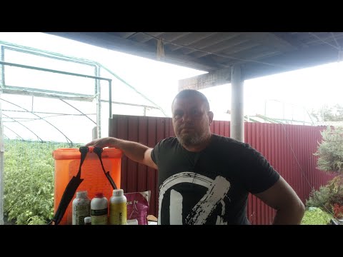 Видео: ФИТОАКТИВ УРОЖАЙ /СВИРЕПЫЙ НАЛИВ ПЛОДОВ ТОМАТА /НУЛЕВАЯ ВОДА