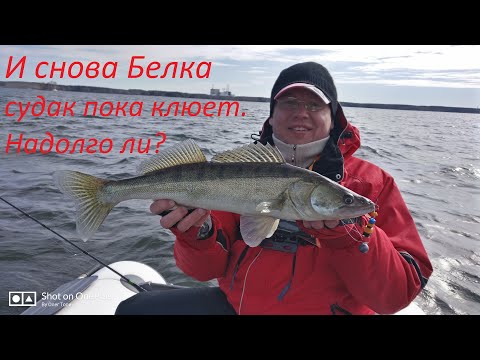 Видео: И снова Белка. Судак пока клюет!!