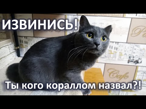 Видео: Замёрзну, но не дамся!