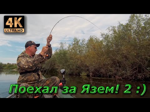 Видео: Нахлыст. Язь в засаде, клюют голавлики, большие и маленькие...