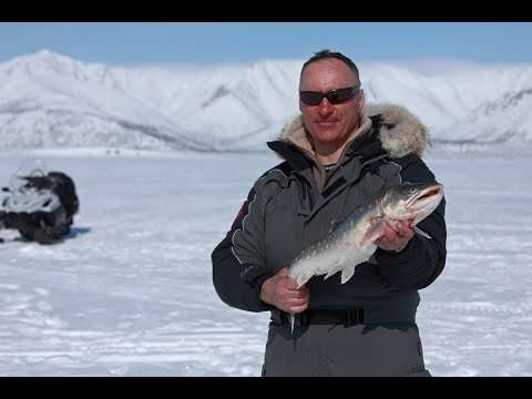 Видео: Ловля гольца из подо льда. Чукотка.
