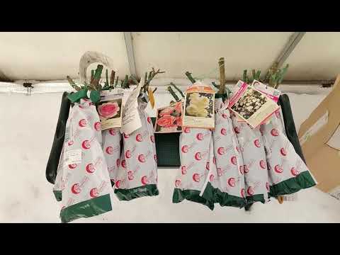 Видео: Розы из питомника Подворье. Февральская доставка и распаковка посылки. Оценка качества саженцев.