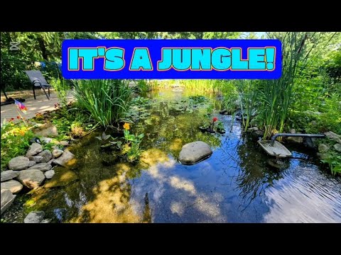 Видео: РЕПОСТ ТЕПЛЫХ ДНЕЙ! - Пруд дикий, как джунгли! 🌿🐢