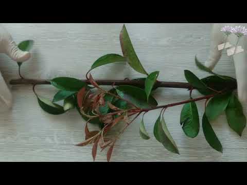 Видео: #FOTINIA PIANT #ФАТИНИЯ