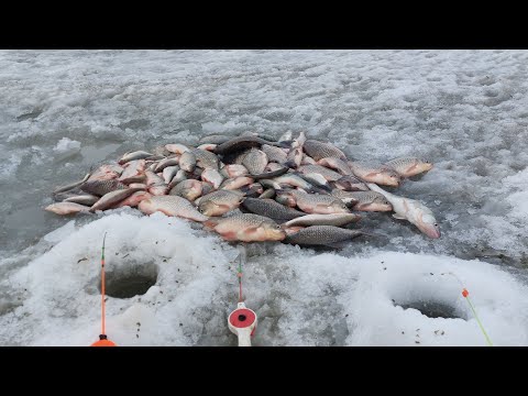 Видео: Последний весенний лед радует отличным клевом.