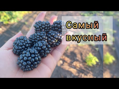 Видео: Ежевика Полар. Один из лучших сортов для дачников