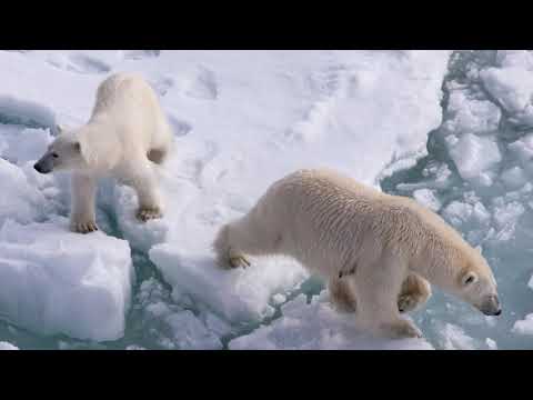 Видео: Центр морских исследований МГУ