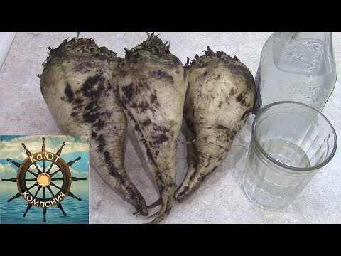 Видео: Как сделать самогон из сахарной свеклы? и как оно на вкус...Эксперимент!