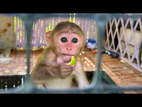 Видео: Слишком дико! Обезьянка Каки чувствует себя взаперти. Где мама?
