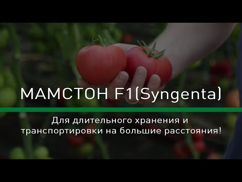 Видео: 🍅МАМСТОН F1(Syngenta) - Для длительного хранения и транспортировки на большие расстояния!