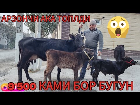 Видео: 7 ноября 2025 г.